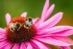 Bees on Echinacea