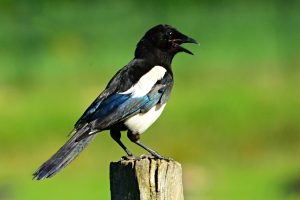 Magpie on fence